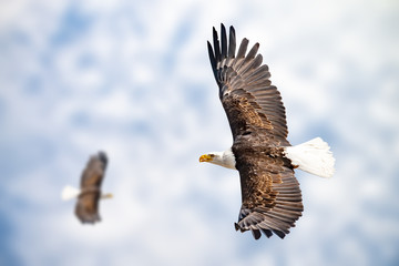 Adler mit ausgebreiteten Schwingen
