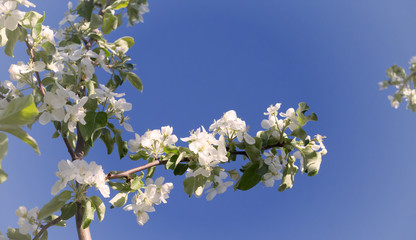 blooming Apple trees in the garden