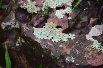 Lichens on rock 