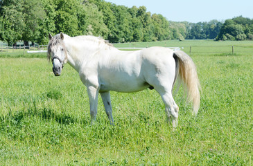 Naklejka na ściany i meble Beautiful young and strong white stallion in the field.