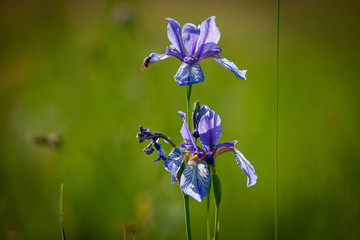 Sibirische Schwertlilie, Blüte