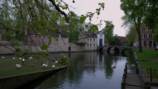 Camera descends past branches to show Dijver canal and Beguine Convent in Brugge Belgium. There are swans on canal bank 