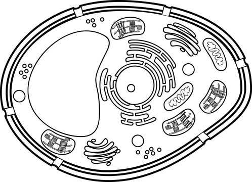 Coloring page. Plant cell structure