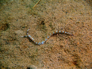 Obraz na płótnie Canvas True sea slug