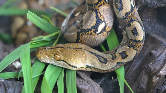python (Morelia viridis). closeup of the eye