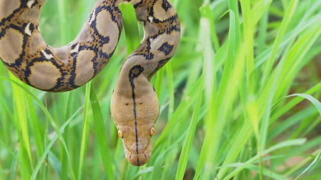 python (Morelia viridis). closeup of the eye