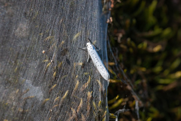 Gespinstmotten, voll versponnener Baum