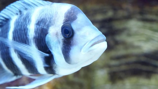 Beautiful fish cyphotilapia frontosa. Tropical fish.