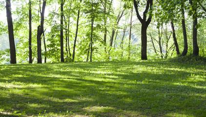 glade with grass  in the forest at spring morning. background, nature.