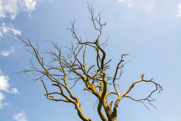 Dead tree branches covered with moss seen against blue sky on sunny day