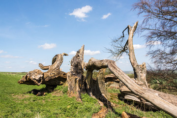 Fototapeta na wymiar Dead tree ruins on a hillslope of the Chilterns seen on a sunny day near Ivinghoe Beacon - 1