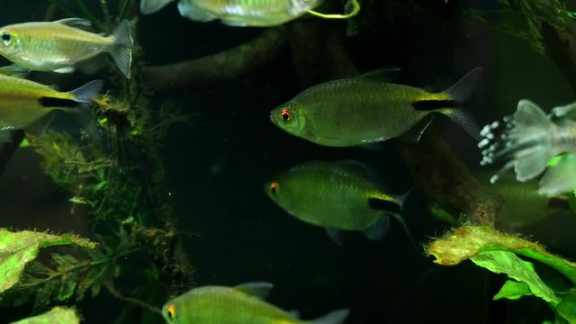 Exotic tropical fish in the aquarium