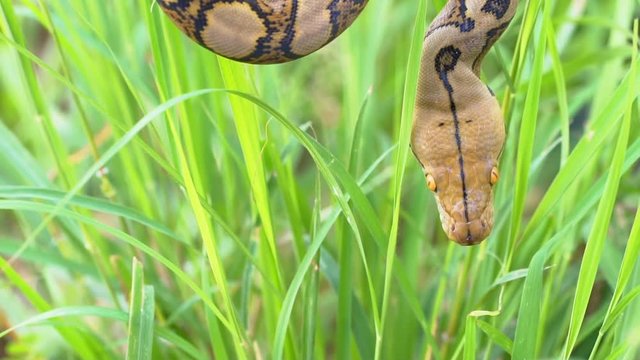 python (Morelia viridis). closeup of the eye