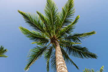 Abstract shot of  natural coconut palm trees