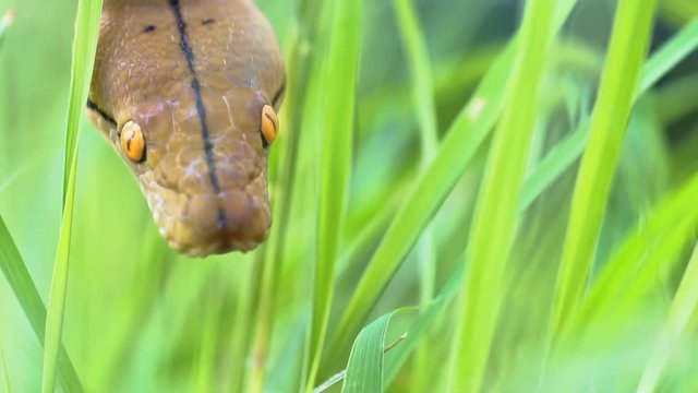 python (Morelia viridis). closeup of the eye
