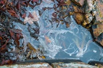 Colorfull leafs stuck in frozen puddle
