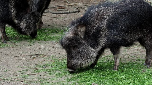 Chacoan peccary (Catagonus wagneri) eats grass