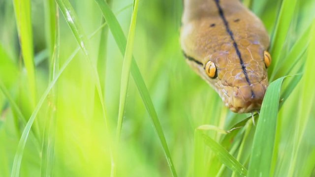 python (Morelia viridis). closeup of the eye