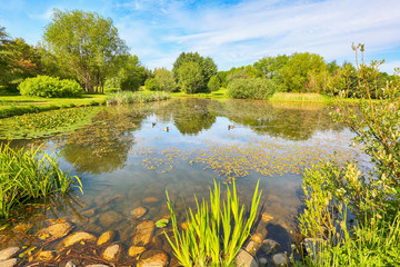 Pond in the Ringve Botanical garden