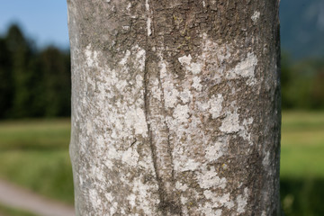 Gespinstmotten, voll versponnener Baum