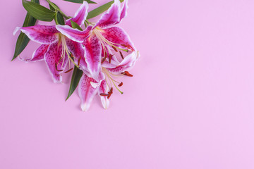 Bouquet of lilies on a pink background. Free space for text. Flat lay. Copy space.