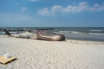 Wale on the beach