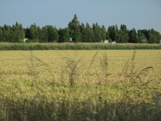 Obraz premium paesaggio agricolo , campagna in primavera