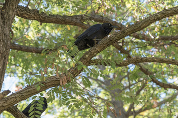 black crow is walking along a branch covered by a green leafy canopy