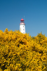 Fototapeta na wymiar Leuchtturm Dornbusch mit Ginster im Sommer auf der Insel Hiddensee als Kartenmotiv