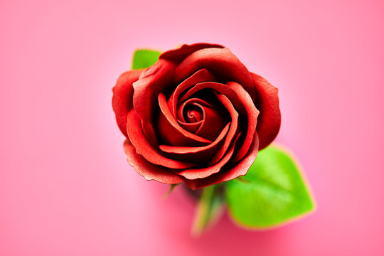Minimalistic of an artificial red rose image photographed in studio isolated on pink background