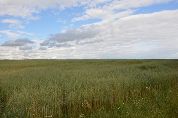 Fototapeta premium Овес и небо