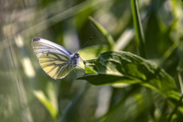 motyl © Henryk Olszewski