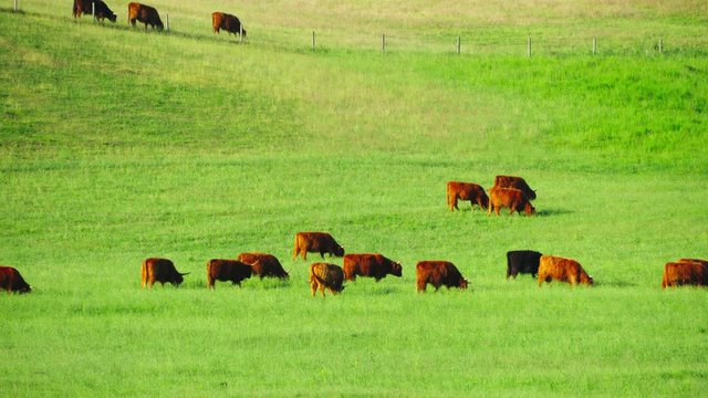Red Scottish cows graze in the meadow