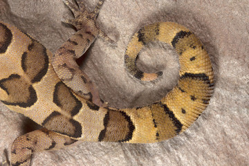 Clouded ground gecko, Geckoella nebulosa, Gekkonidae, Madhya Pradesh