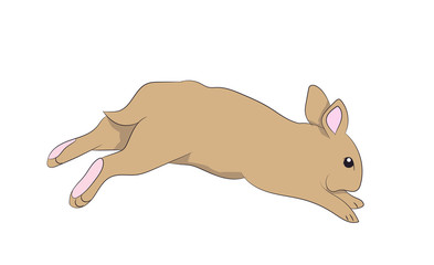 white hare vector, white background