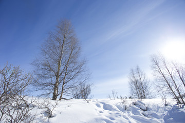 雪景色と青空　フィンランド　ロバニエミ