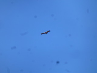Aguila en Atienza en Guadalajara. Pueblo historico de la comunidad autónoma de Castilla La Mancha (España)