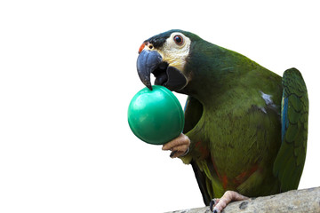 Blue-winged macaw ara maracana isolated on white.  © Marta