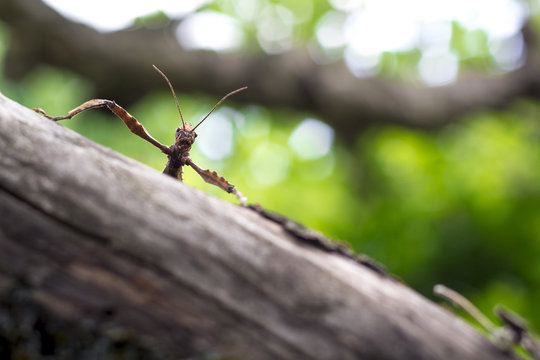 giant prickly stick insect on a tree