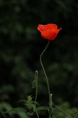 Fototapeta premium pojedynczy jasny czerwony kwiat maku, Papaver rhoeas, na ciemnozielonym tle