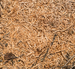  Sawdust texture, close-up background of sawdust