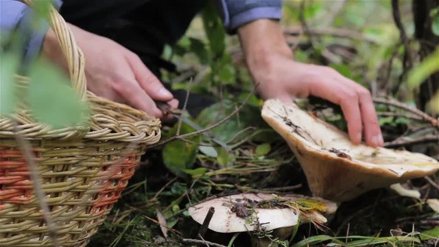 a man cuts a large mushroom,the man found the mushroom Lactarius resimus