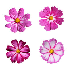 Fleurs de cosmos  © hcast