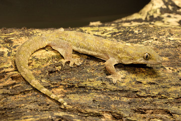 Flat-tailed house gecko, Hemidactylus platyurus, Gekkonidae, Jampue hills, Tripura