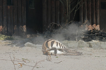 Fototapeta na wymiar Zebra im Sand