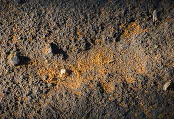 Ground strewed with linden blossom