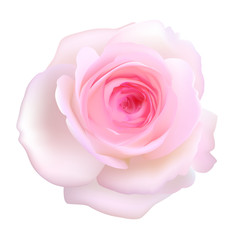 Rose flower. Floral background. Flower. Flower pattern. Petals. Pink. Isolated. Vector illustration.