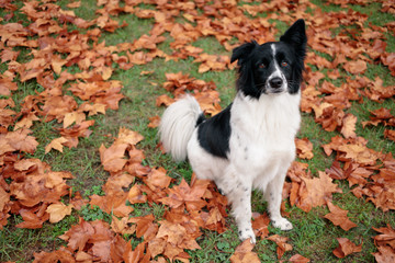 Cute border collie dog sitting surrounded by autumn leaves on lawn.