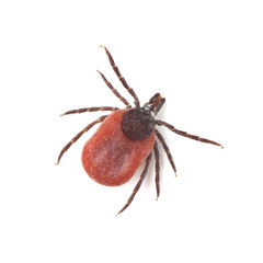 Male of tick isolated on white