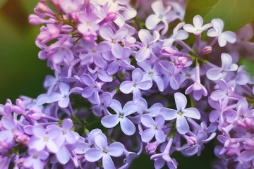 a blossoming bush of lilac. natural background
